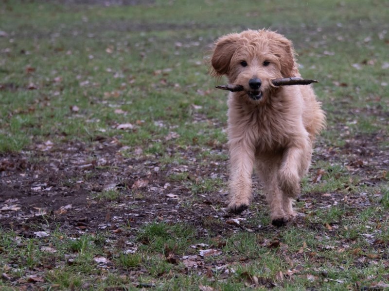 Hund in Thüringen.jpg