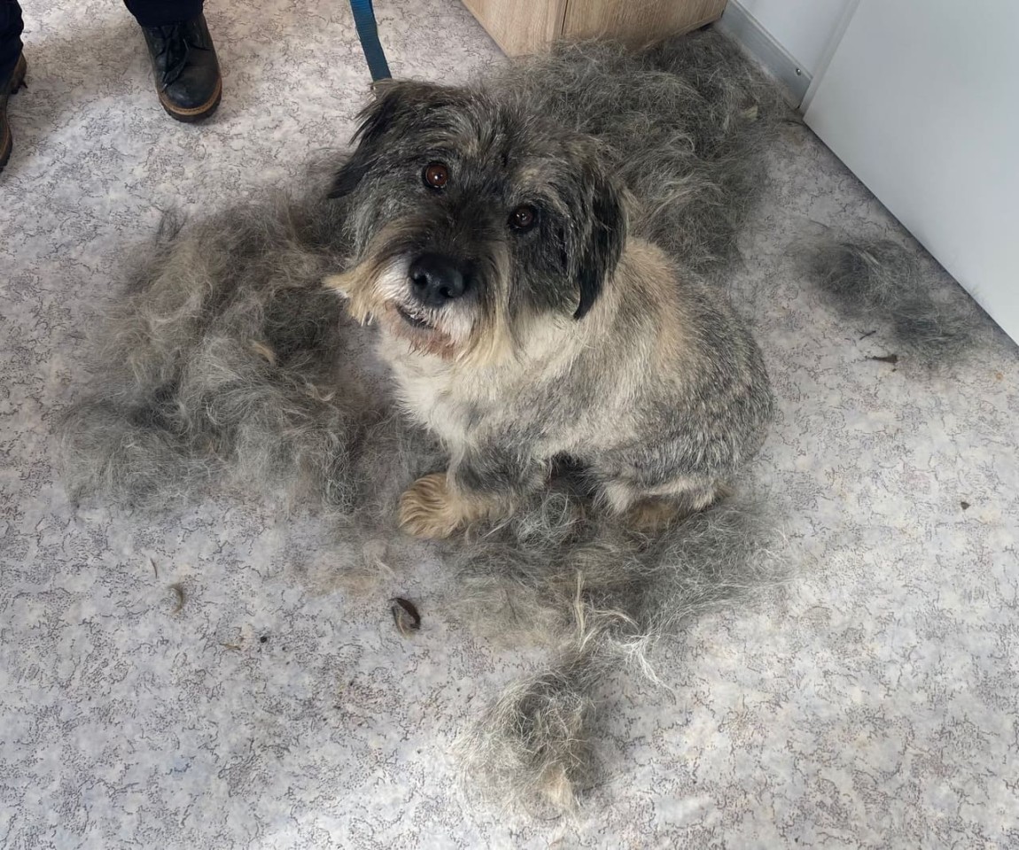 Ganz anderer Hund! Das Tierheim Nordhausen verpasste Olaf einen neuen Haarschnitt. 