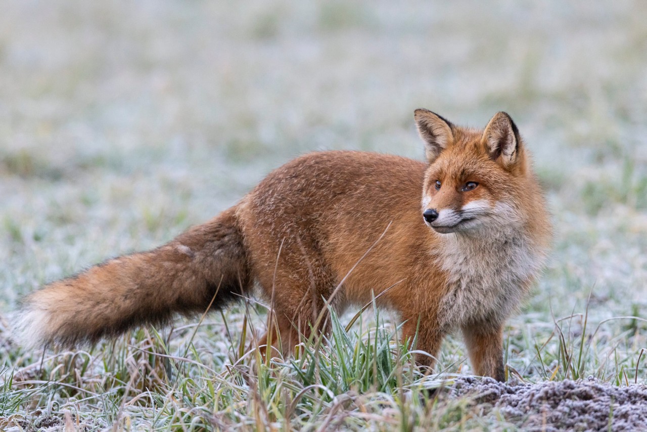 Ein Fuchs musste in Thüringen unvorstellbare Qualen erleiden. (Symbolbild)