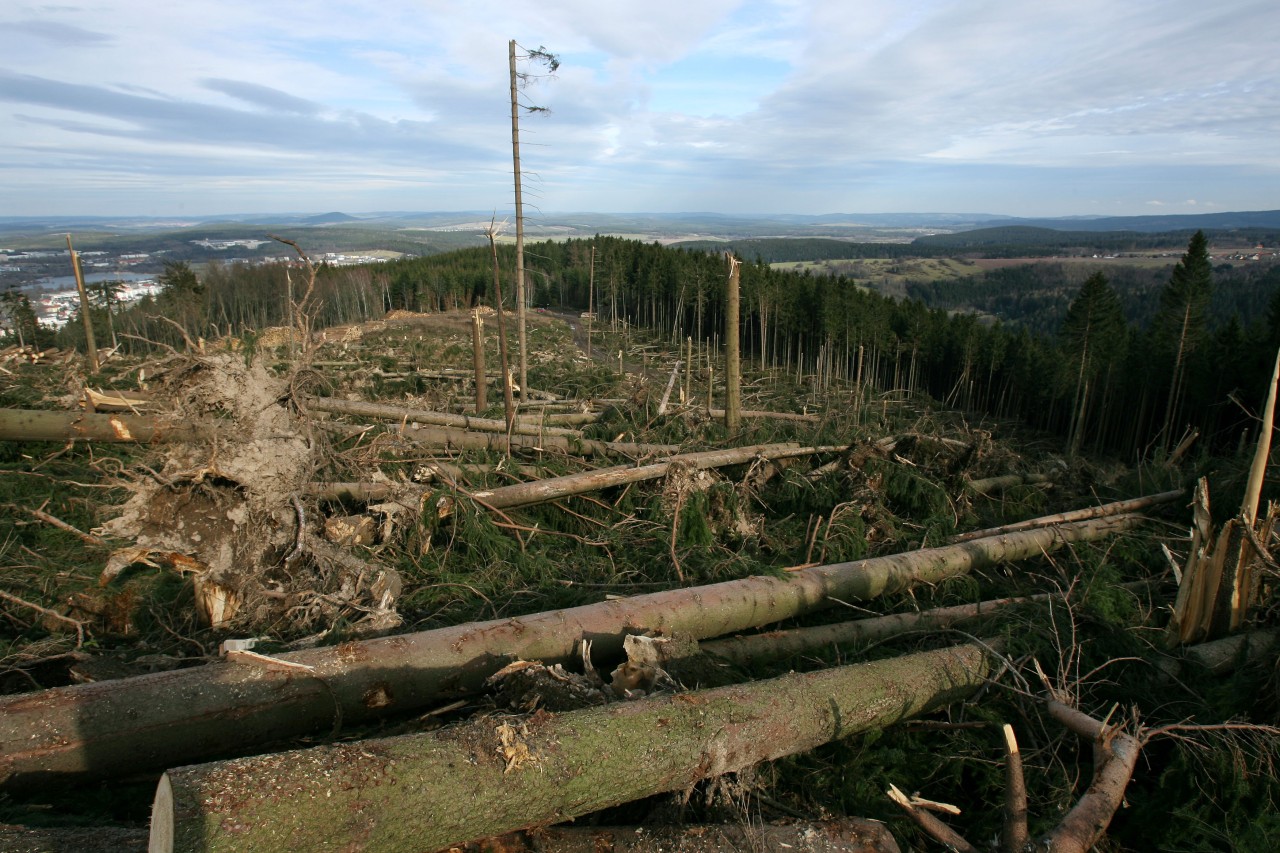 Diese Bilder aus Thüringen schmerzen auch noch nach 15 Jahren! Doch jetzt ist der Wald vor weiteren Unwettern gewappnet. (Archivbild)