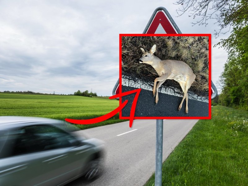 bambi_unpixel.jpg