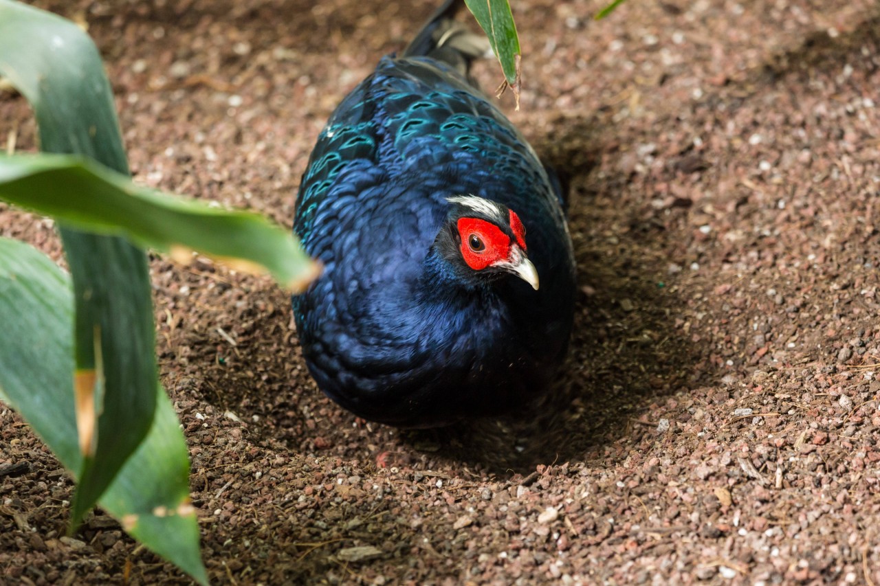 Der Edwards Fasan ist eine bedrohte Vogel-Art. (Archivbild)