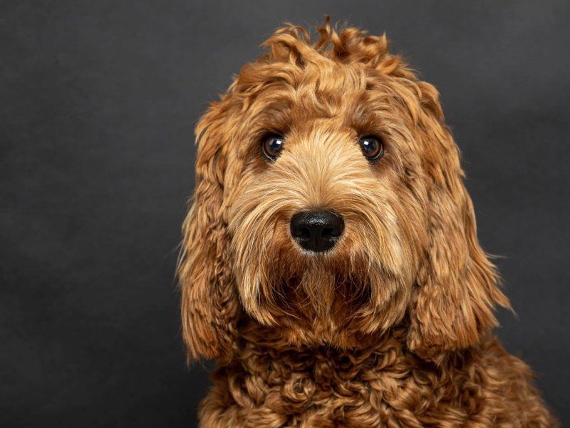 labradoodle.jpg