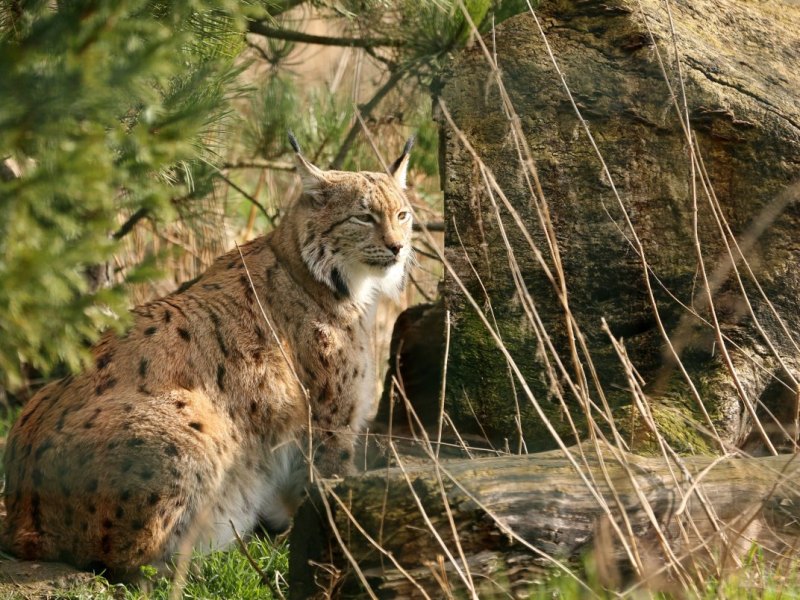 luchs.jpg