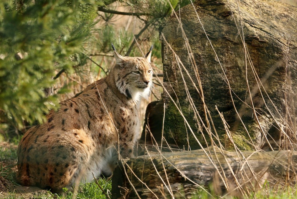 luchs.jpg