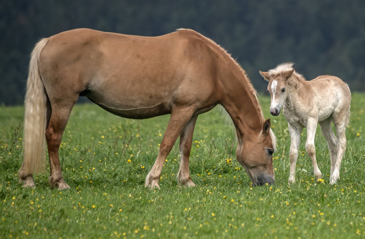 Das Hormon kann nur von trächtigen Stuten gewonnen werden. (Symbolbild)