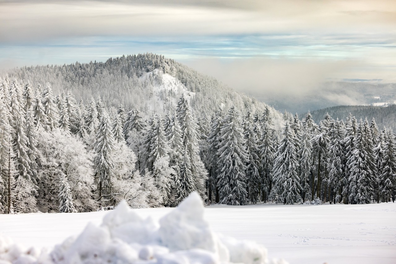 Im Thüringer Wald ist Anfang der Woche mit dichten Nebelschwaden zu rechnen. (Archivbild)