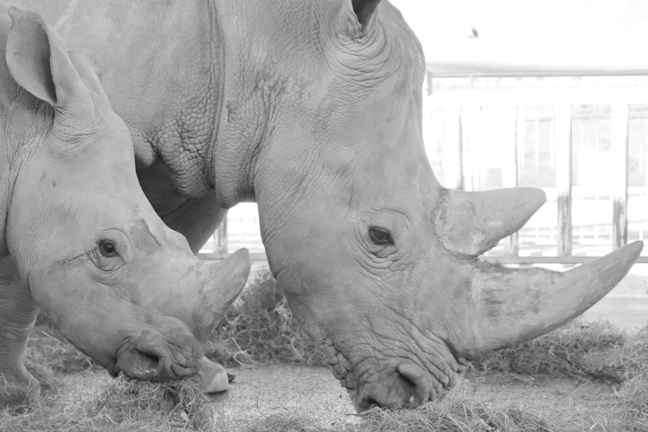 Tayo und seine Mama Marcita starben kurz hintereinander im Zoo Erfurt. Jetzt gibt es Neuigkeiten zur Todesursache! 