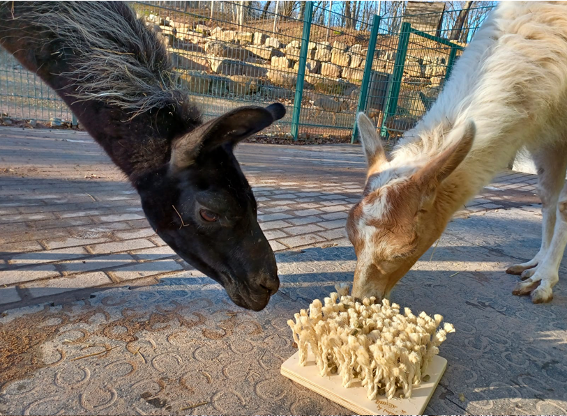 Auch die Lamas gingen nicht leer aus! Dank der vielen Spenden haben sie wieder ordentlich was zum Schnüffeln. 