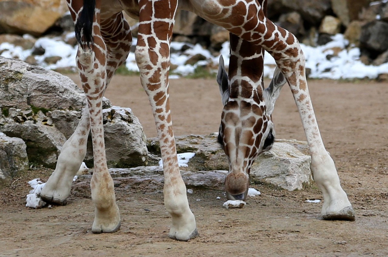 Zoo Erfurt: Die noch junge Mayla probiert Schnee (Archivbild aus 2016).