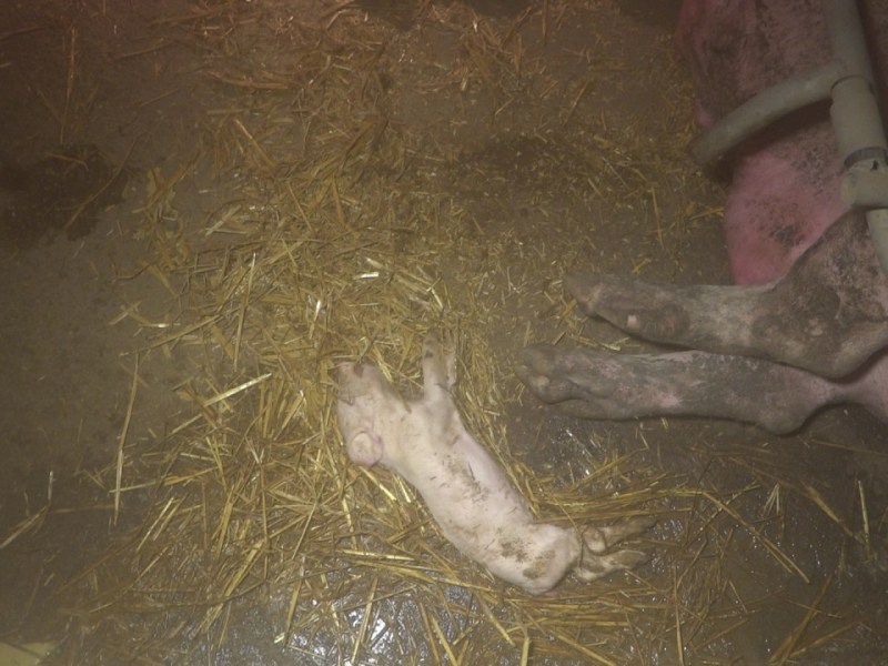 Blick in einen Stall der Agrargenossenschaft Oberland (November 2016)., Verdreckt: Tiere in der Schweinemastanlage Arnsgrün (Januar 2017)., Ein Ferkel in der Schweinezucht Lehnstedt (März 2017).