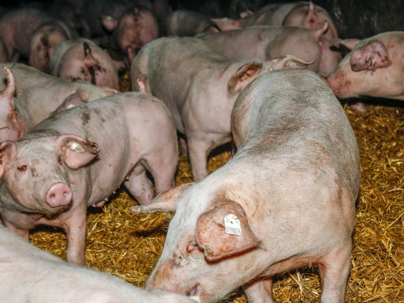 Verletzte Schweine in der Agrofarm Knau, Aufnahme aus dem März 2015.