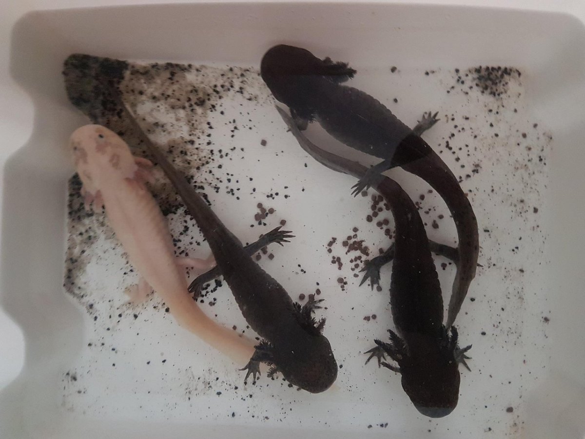 Axolotl aus Gera