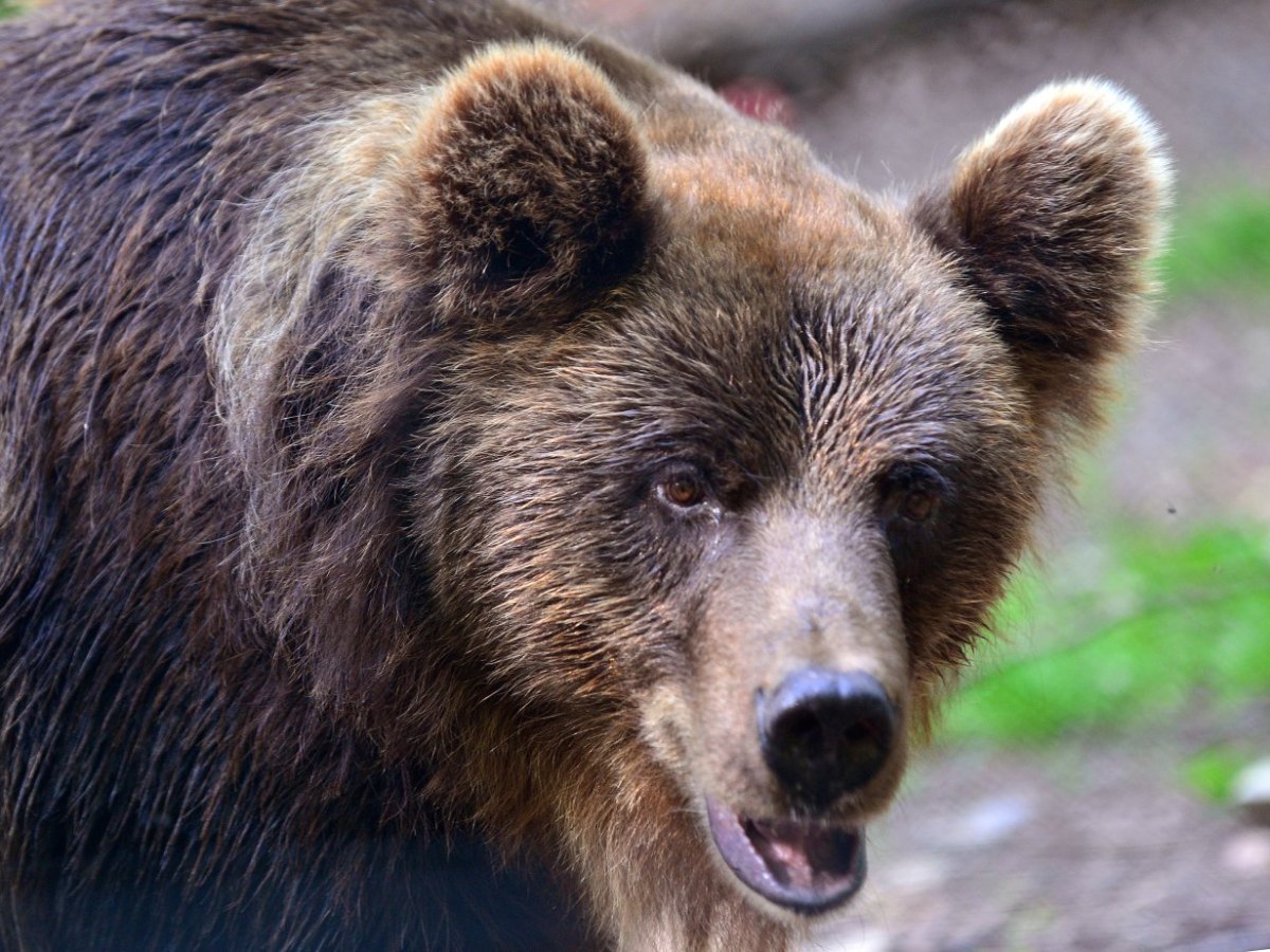 Bärin Laura, Bär, Bärenpark Worbis