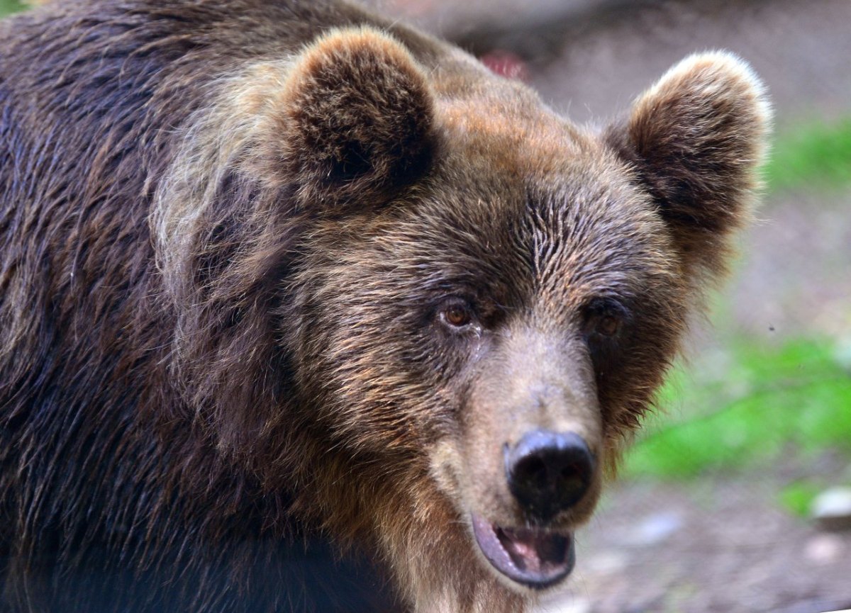 Bärin Laura, Bär, Bärenpark Worbis