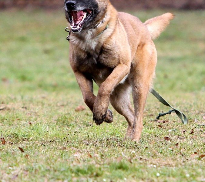Belgischer Schäferhund Malinois