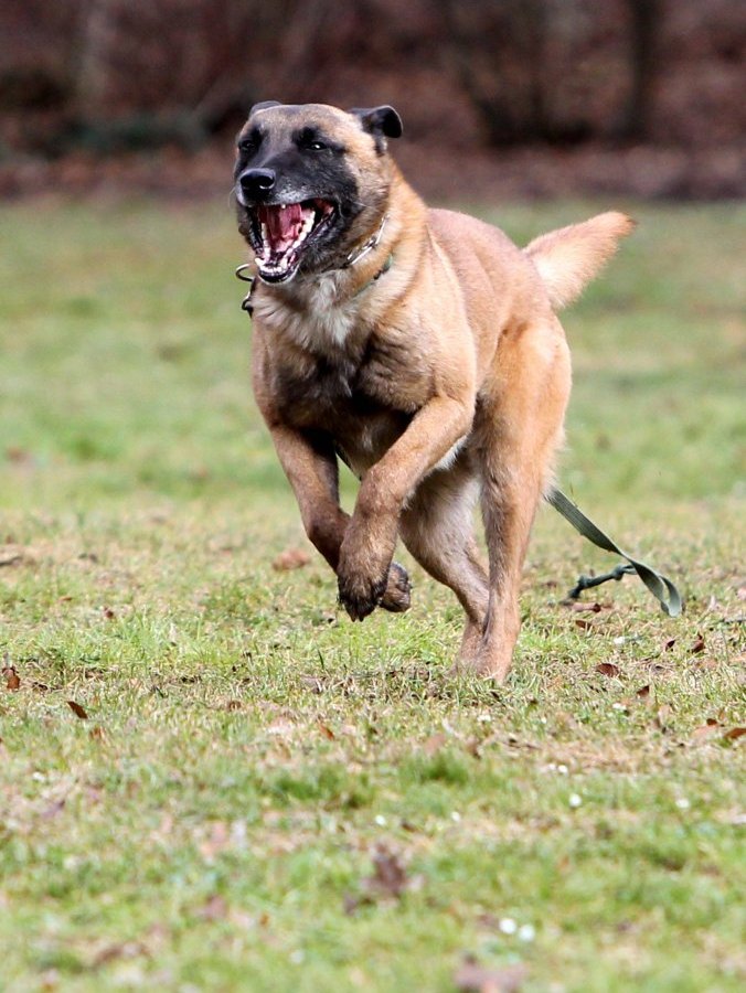 Belgischer Schäferhund Malinois