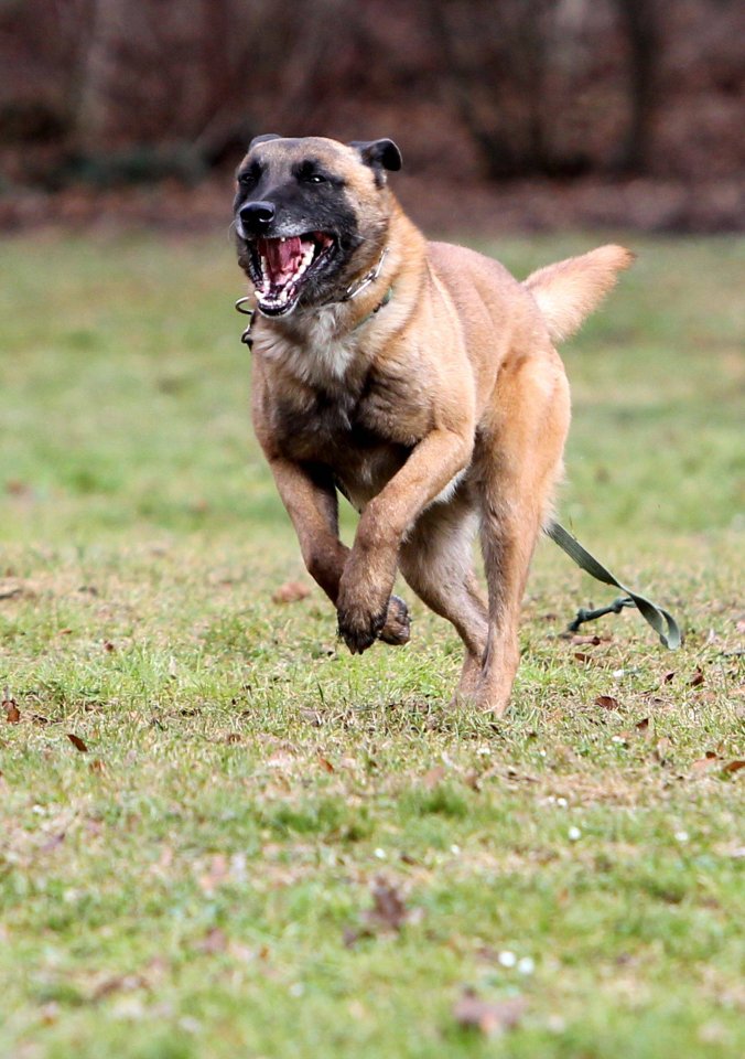 Belgischer Schäferhund Malinois