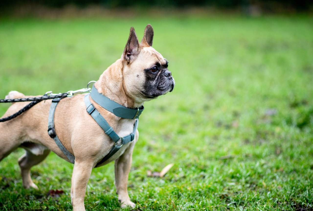 Hund in Gotha: Von einem Staffordterriermix und einer Bulldoggen-Mischung soll der Mann in der Hauptstraße in Gotha gebissen worden sein. (Symbolbild)