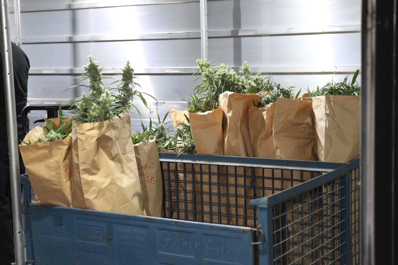 Mehr als 1.000 Cannabispflanzen standen in einem Keller in Sondershausen.