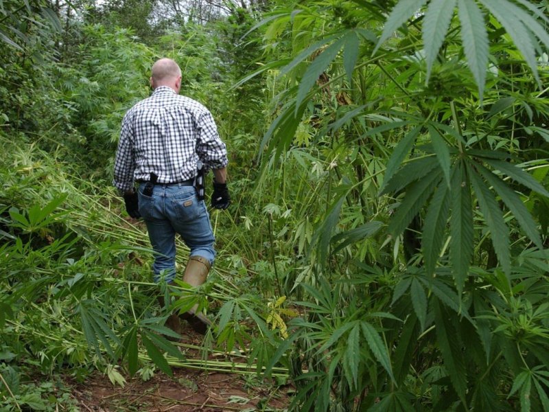 Cannabisplantage