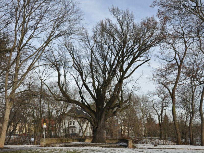 Eiche im Luisenpark Erfurt