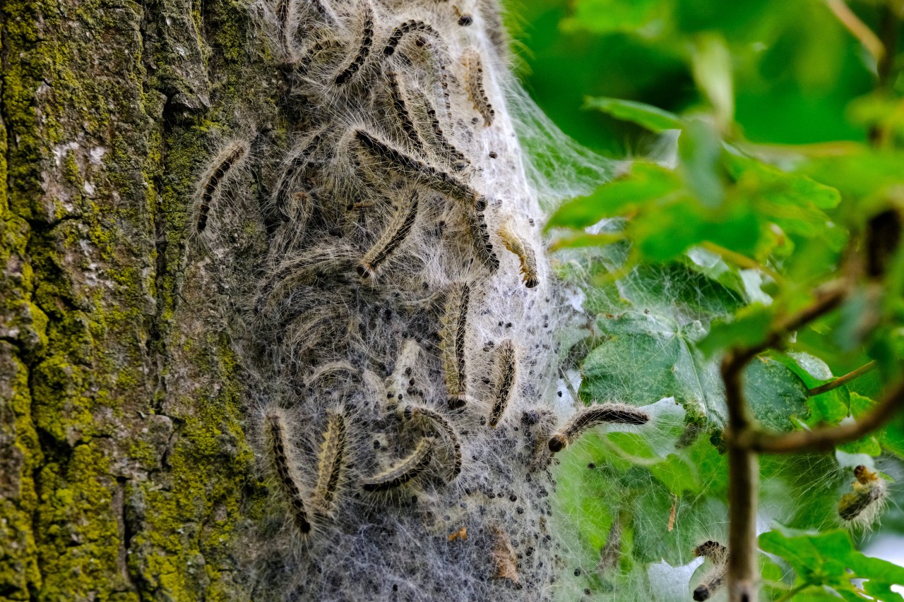 Die Wälder von Thüringen haben ein akutes Problem: Eichenprozessionsspinner. (Archivbild)