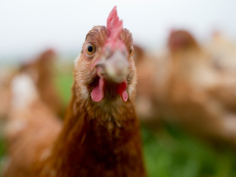 Ein Huhn