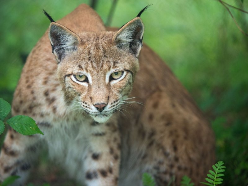 Ein Luchs