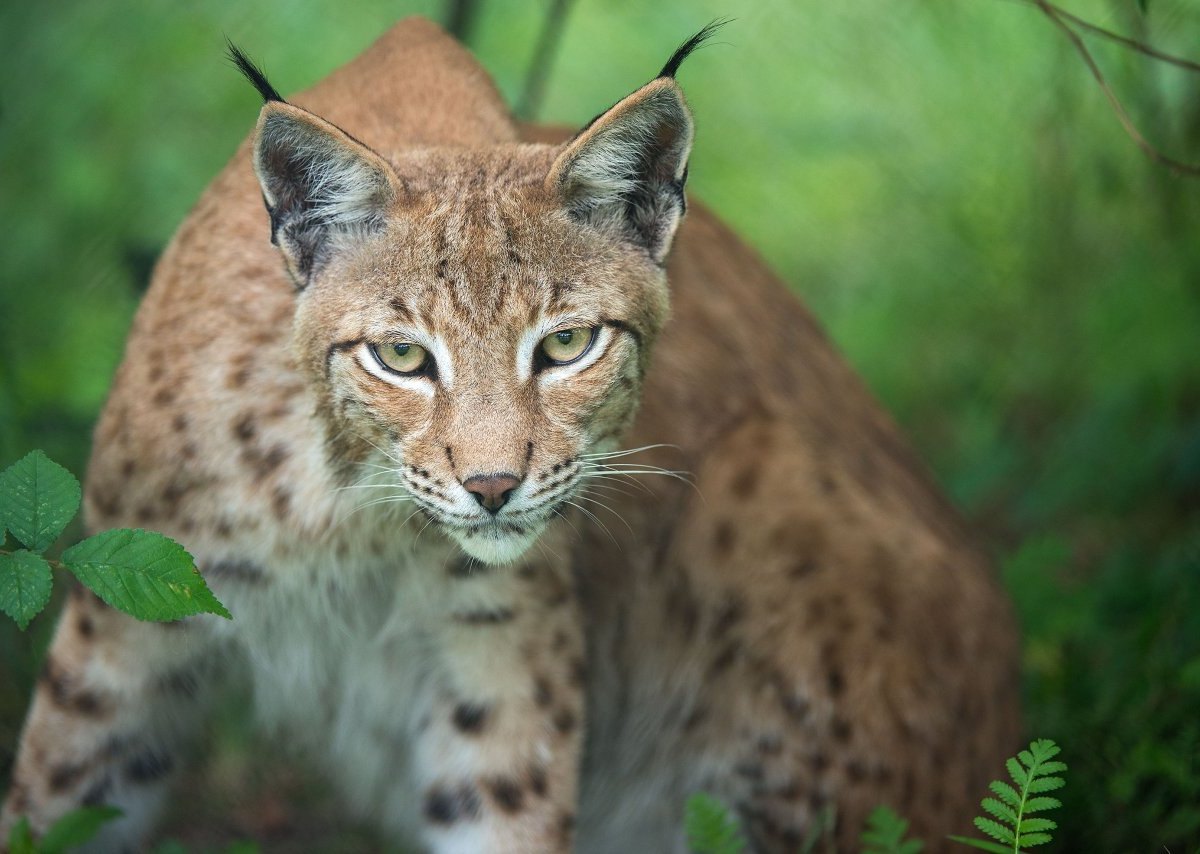 Ein Luchs