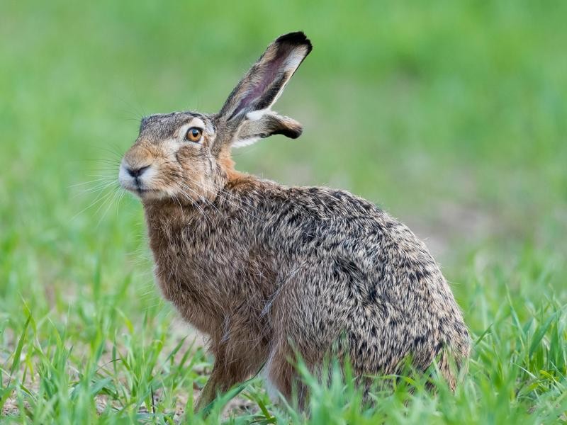 Ein sich rasant ausbreitender Virus macht Wildkaninchen und Feldhasen zu schaffen.