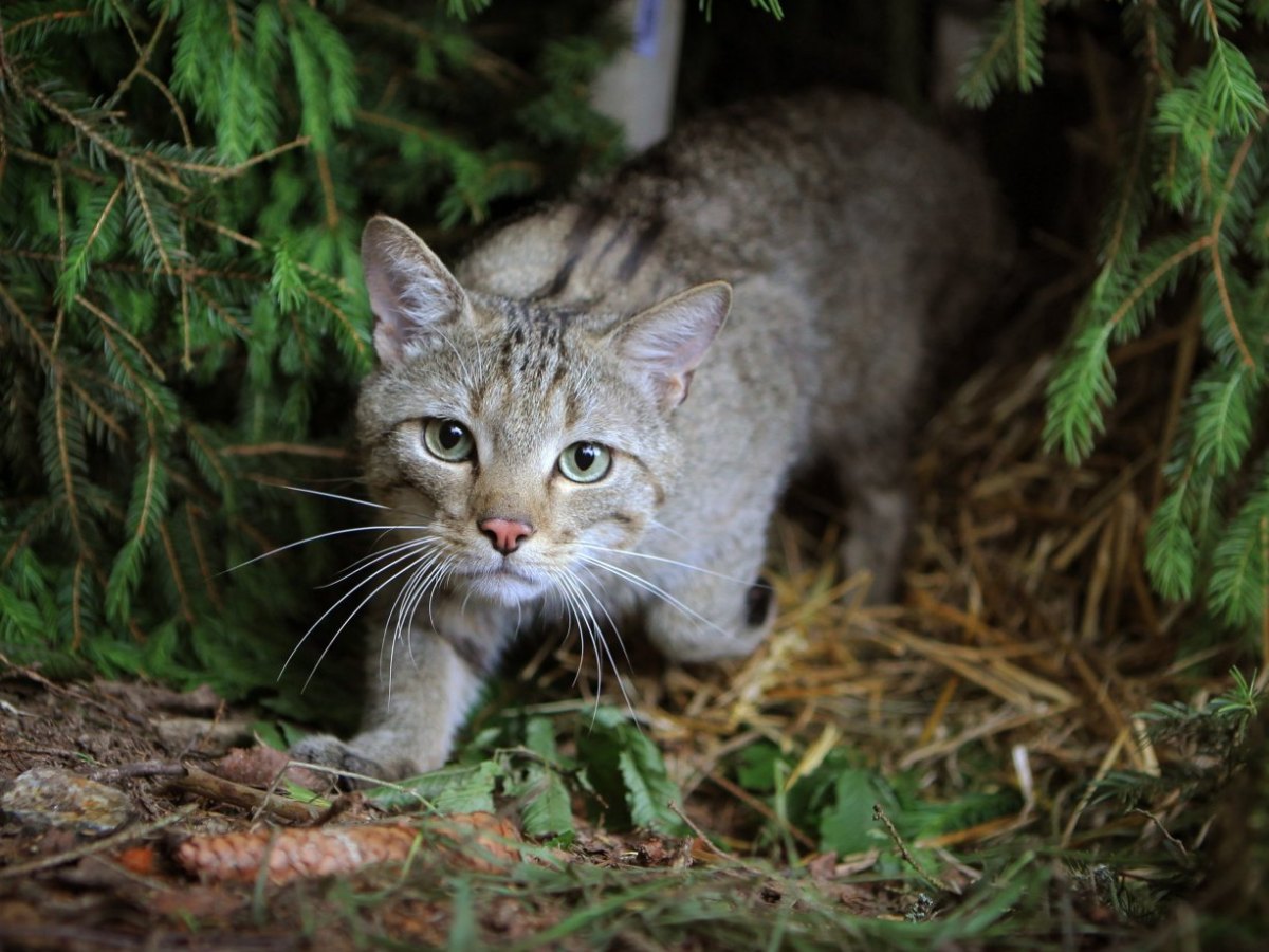 Eine Wildkatze