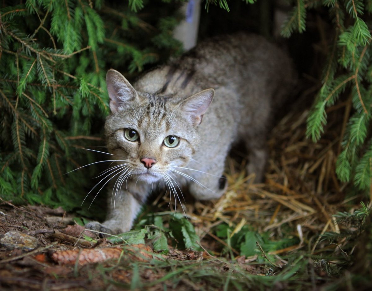 Eine Wildkatze