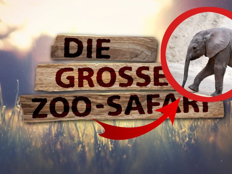 Elefant-Tiger-und-Co