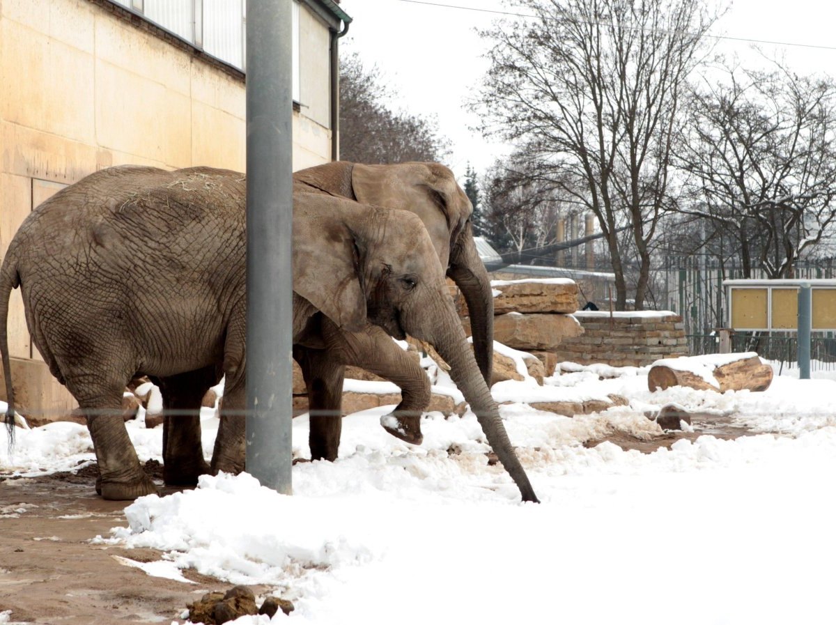 Elefanten Zoo Erfurt