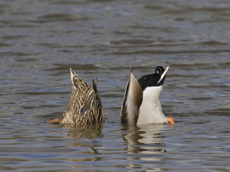 Enten-Erfurt
