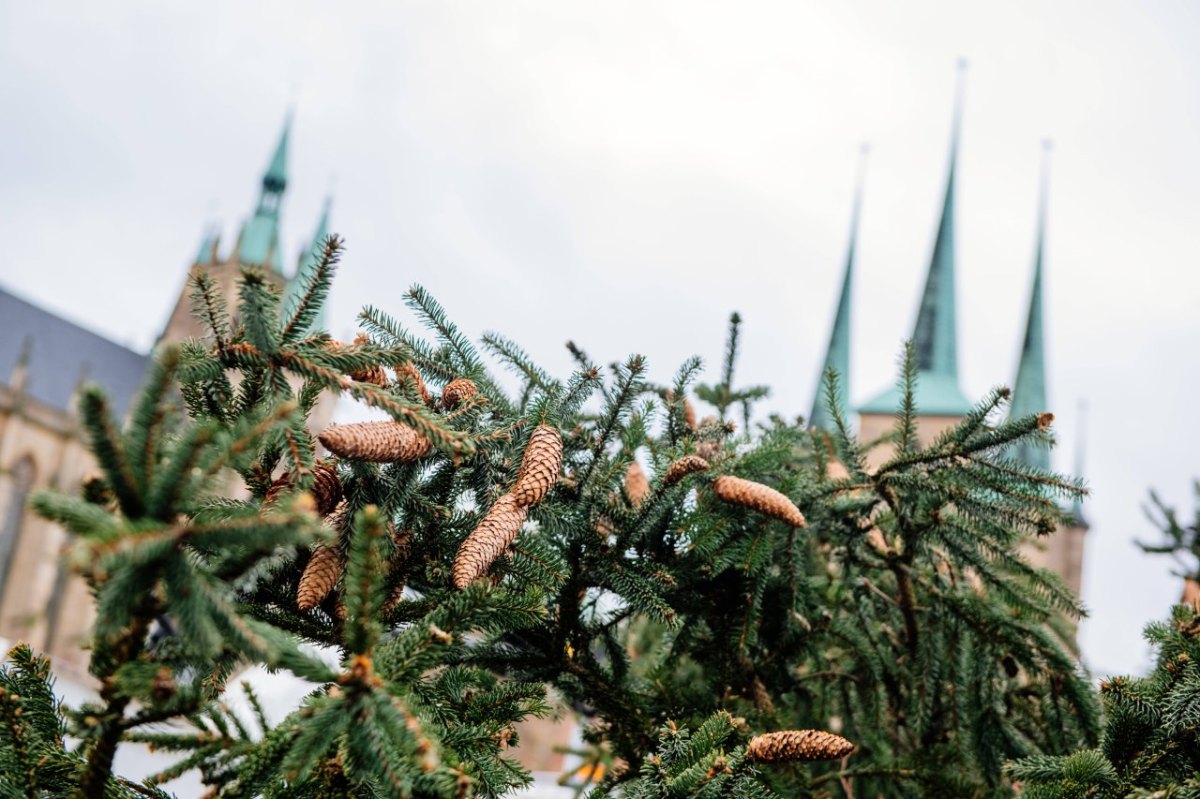 Erfurt-Weihnachtsbaum