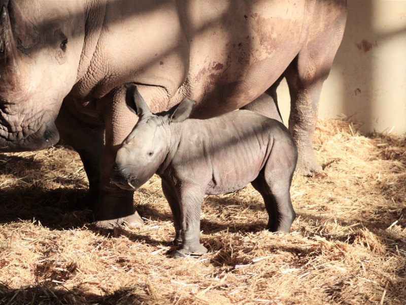 Foto Zoopark Nashorngeburt 2020 - 01.jpg