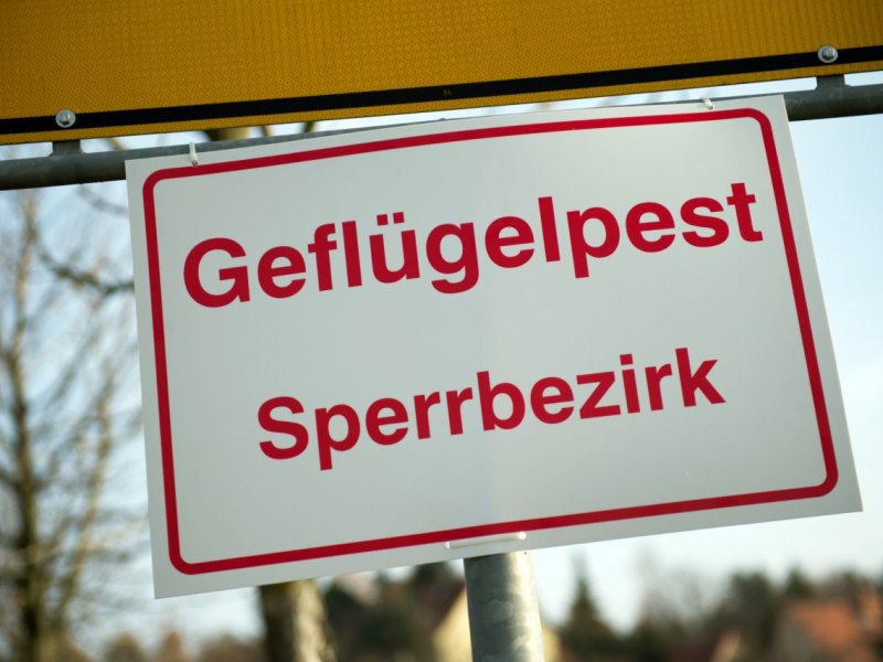 Geflügelpest Sperrbezirk Vogelgrippe