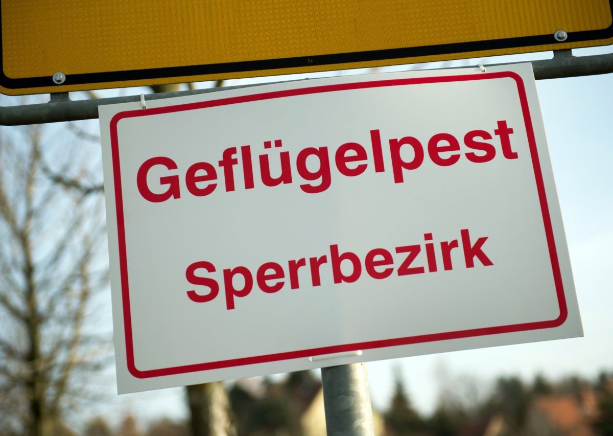 Geflügelpest Sperrbezirk Vogelgrippe