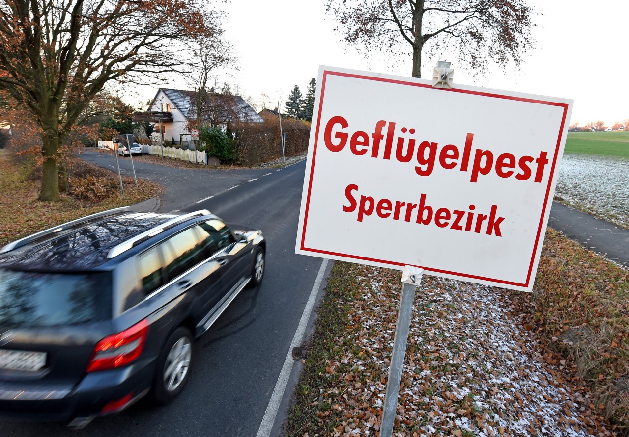 Das Friedrich-Loeffler-Institut (FLI) als zuständige Bundesoberbehörde hat heute den Ausbruch der Geflügelpest in einem Geflügelhof im Weimarer Land bestätigt. 