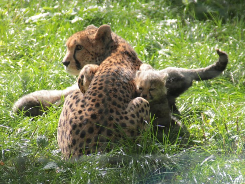 Geparden Zoopark Erfurt