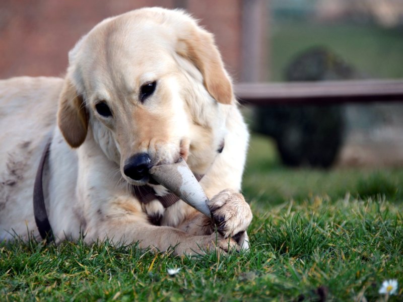 Golden_Retriever.jpg