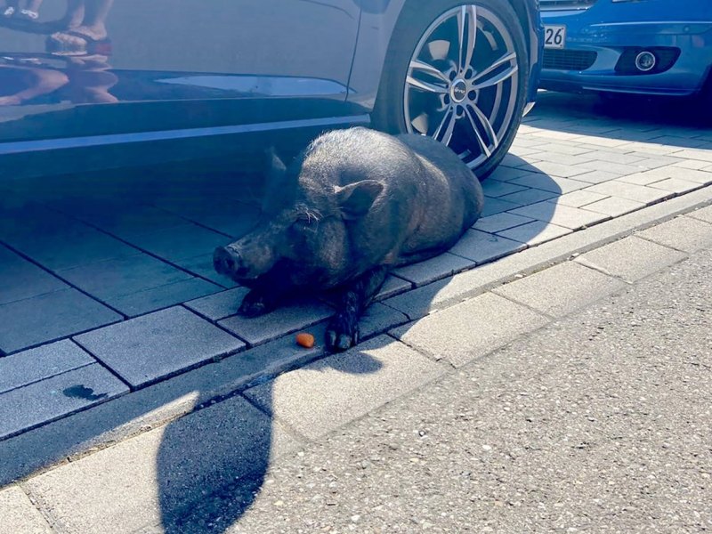 Gotha-Thüringen-Schwein