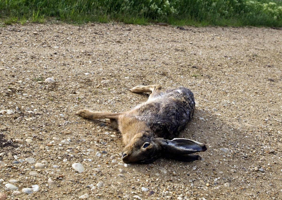 Hasenpest Thüringen.jpg