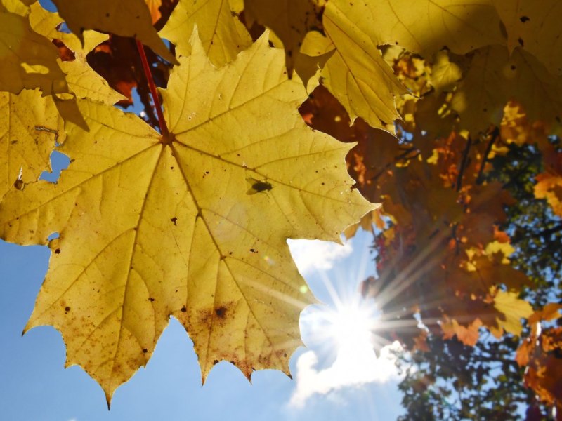 Herbst.jpg