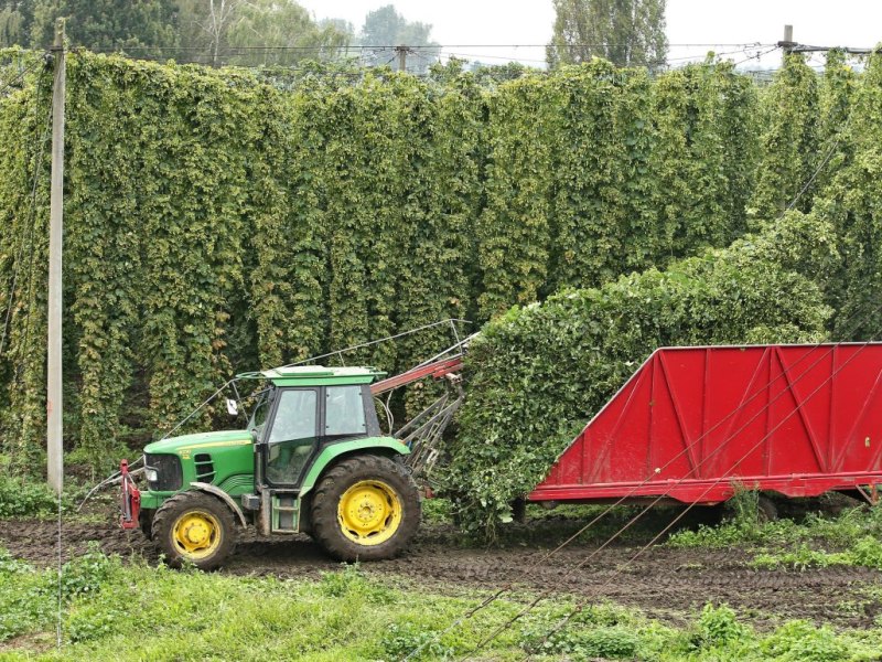 Hopfenernte