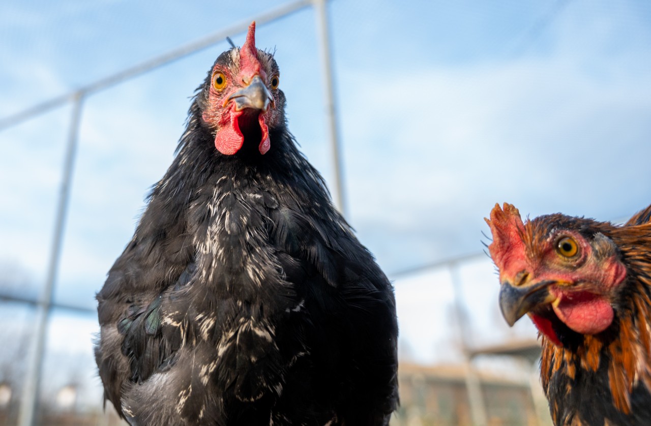 Ob das Huhn wohl gewollt hätte, dass es als Tatwaffe endete? (Symbolbild)