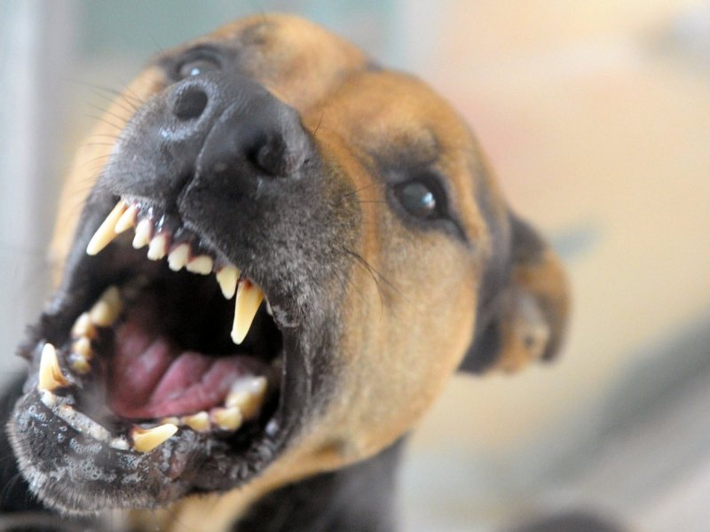 Hund.JPG