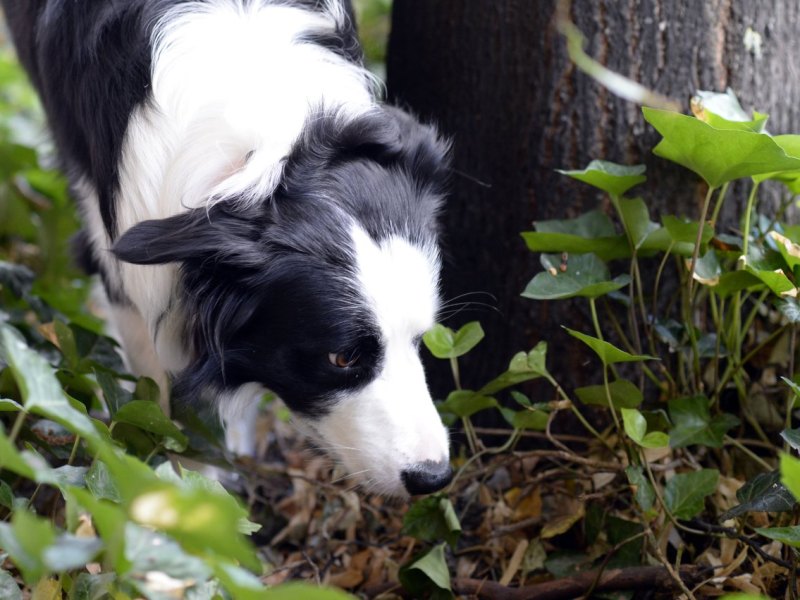 Hund-Erfurt